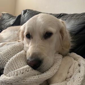 Meet your Posher, Kristen